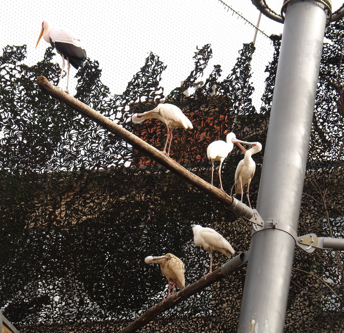 African spoonbills (Platalea alba) and Yellow-billed stork (Mycteria ibis), 2022-03-16