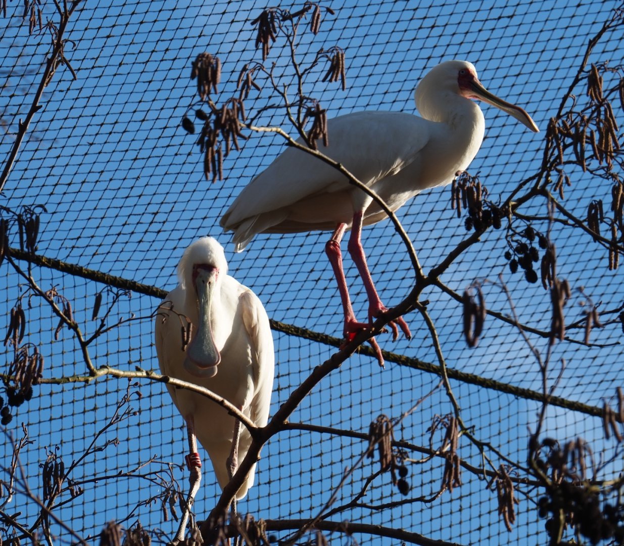 African spoonbills (Platalea alba), Feb 16th, 2019