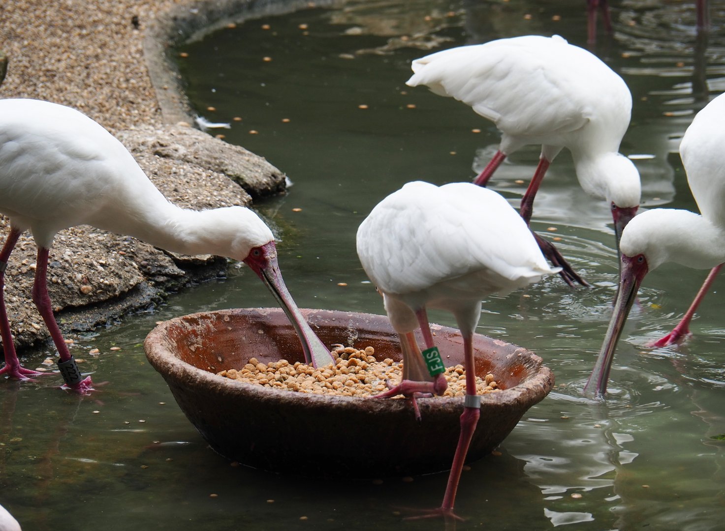 African spoonbills (Platalea alba) feeding, 2019-06-26