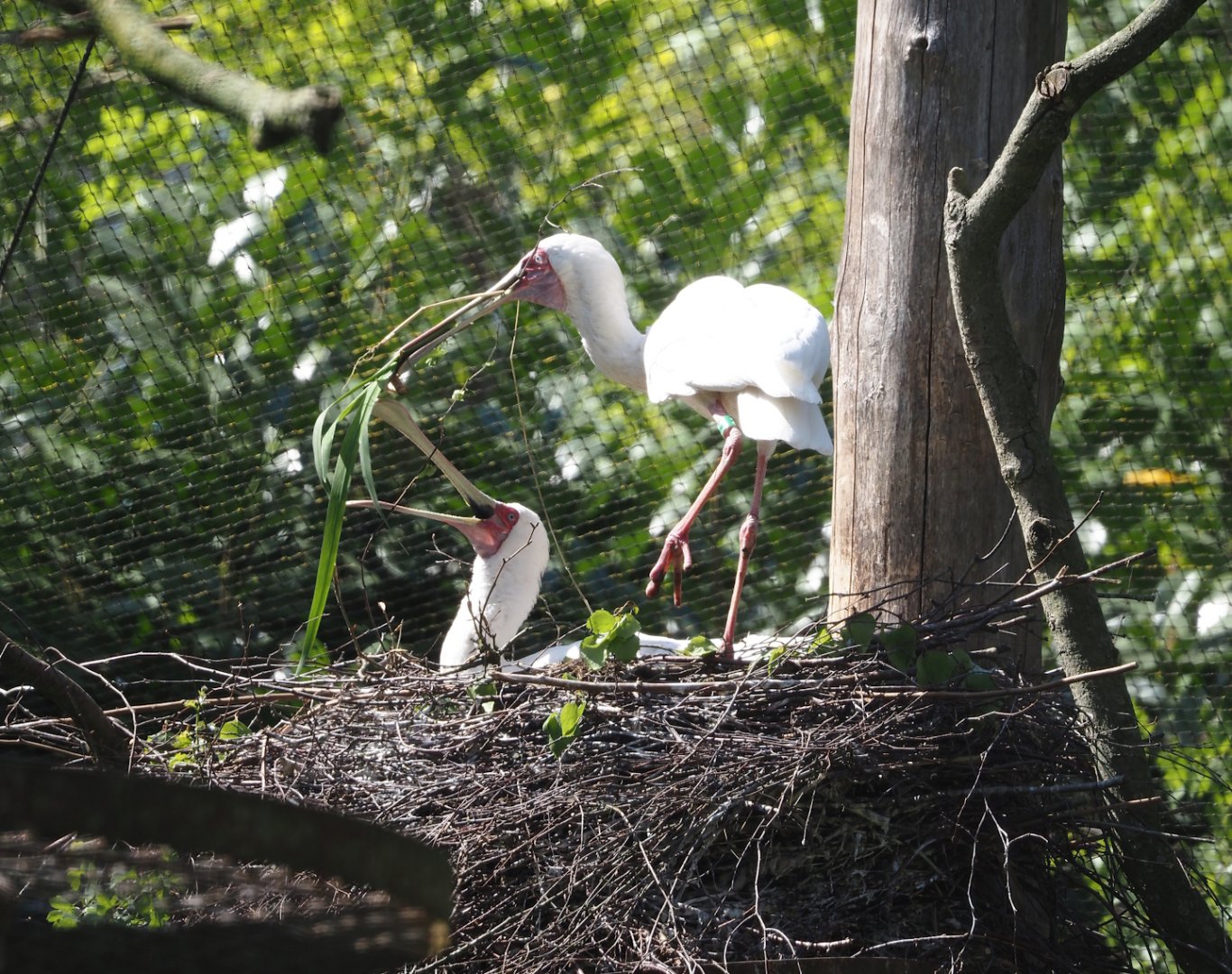 African spoonbills (Platalea alba) on nest, 2025-04-30