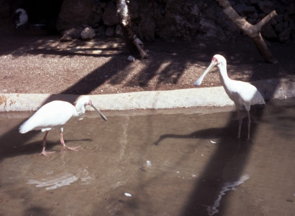 African Spoonbills (Platalea alba)