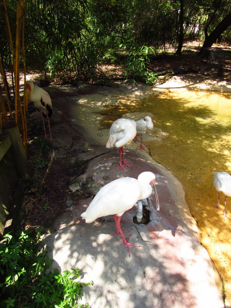 African Spoonbills & Yellow-Billed Stork