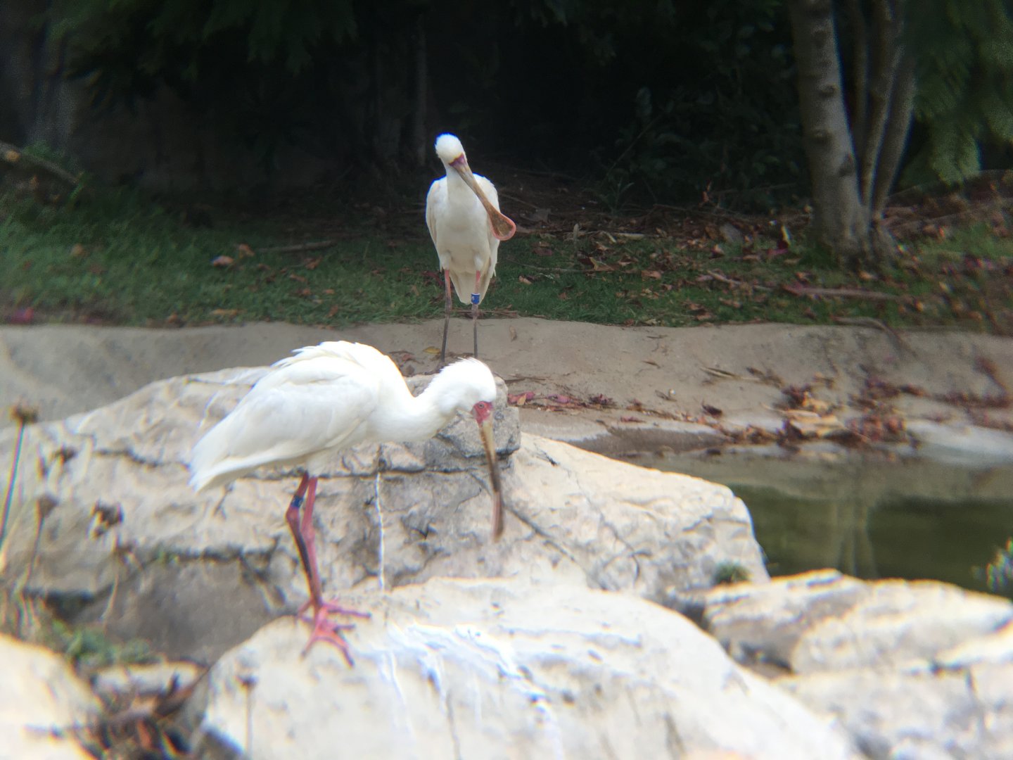 African spoonbills