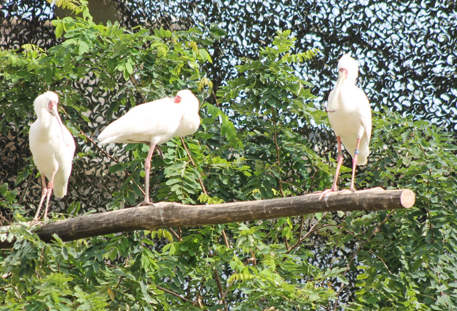 African spoonbills