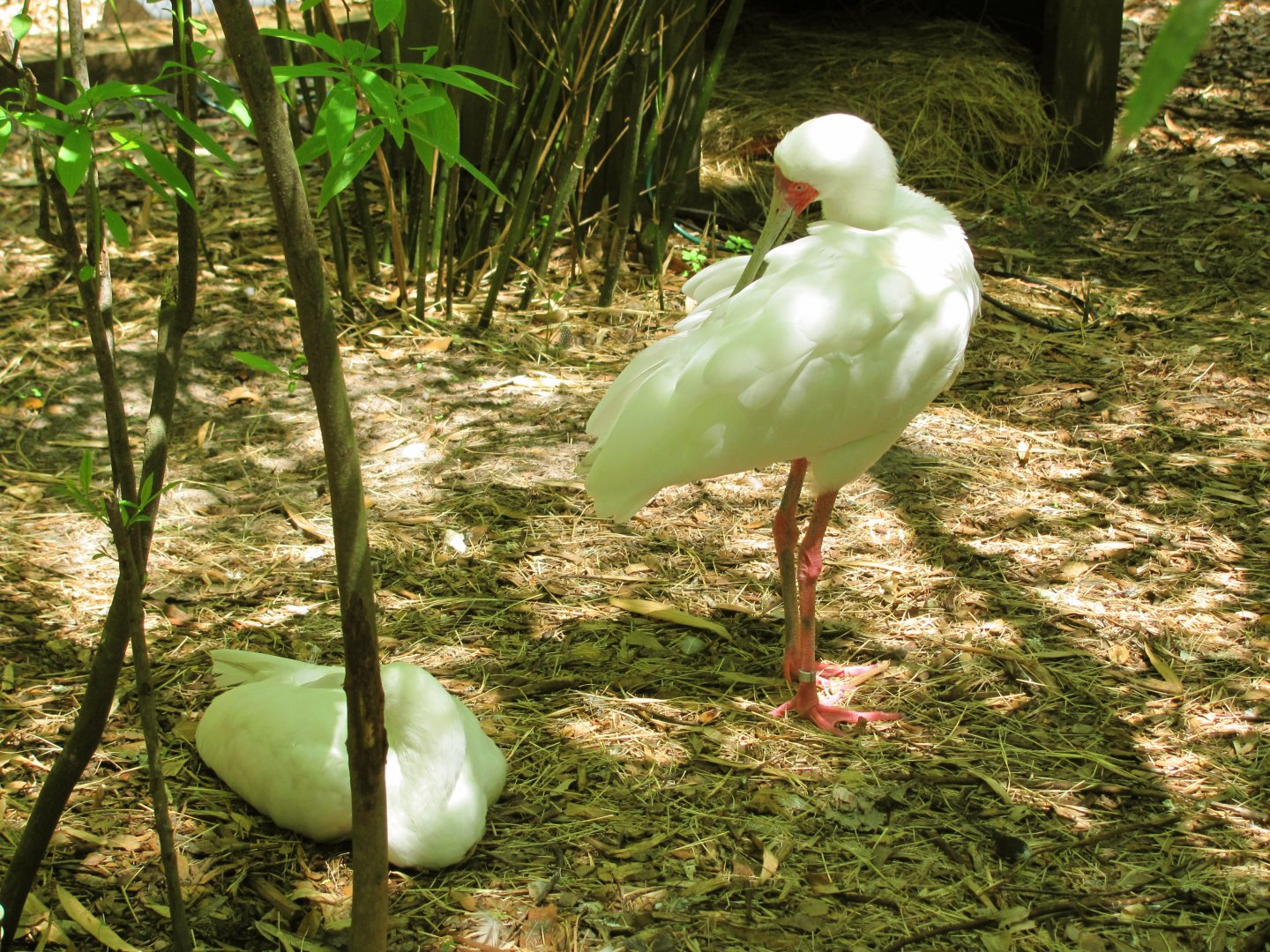 African Spoonbills