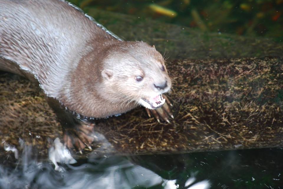 African Spot-Neck Otter