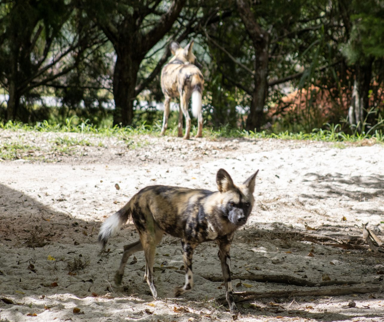 African Spotted Dog