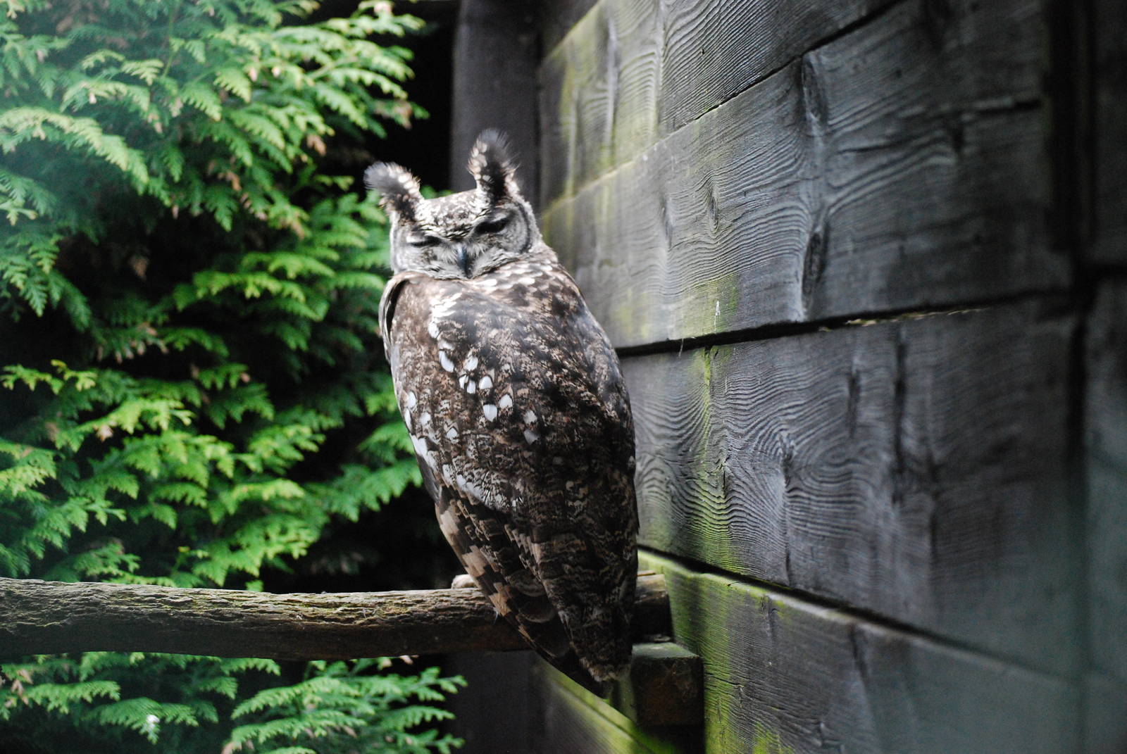 AFRICAN SPOTTED EAGLE 7