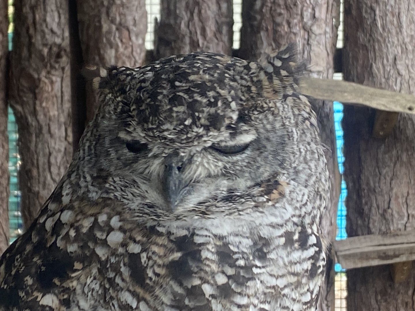 African spotted eagle-owl 040824