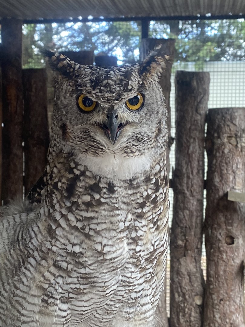 African spotted eagle-owl 150723