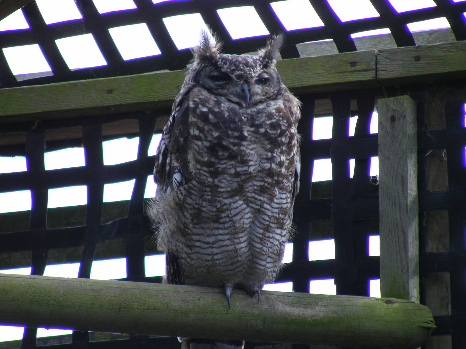African spotted eagle owl at Wingham Wildlife Park, 15 August 2010