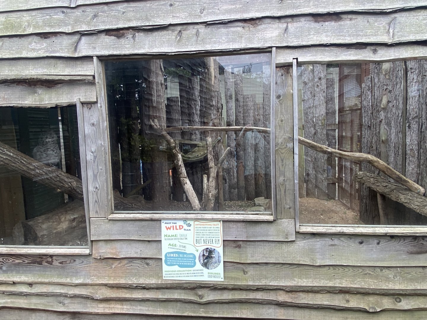 African spotted eagle-owl aviary 040824