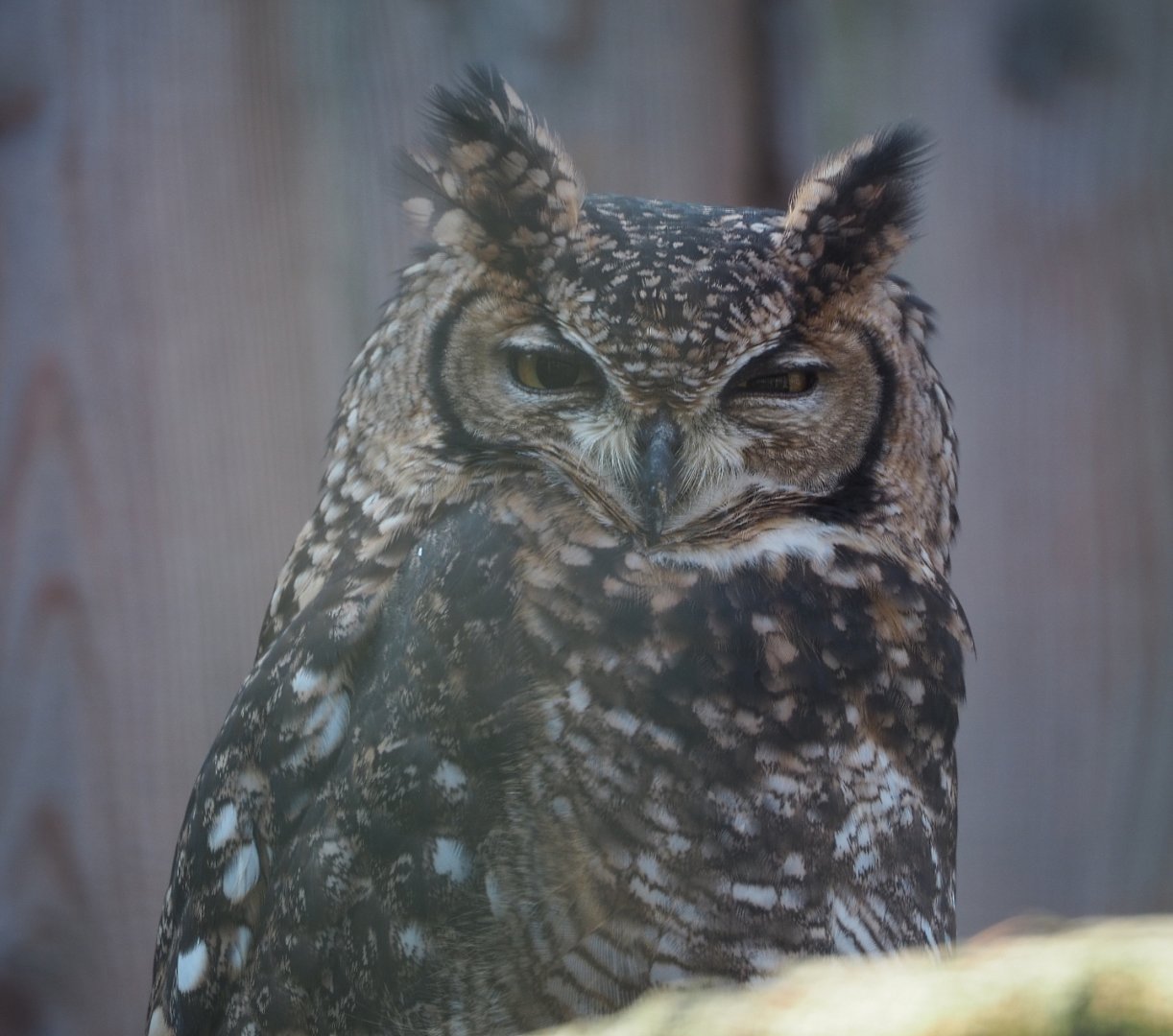 African spotted eagle-owl (Bubo africanus), 2020-09-12