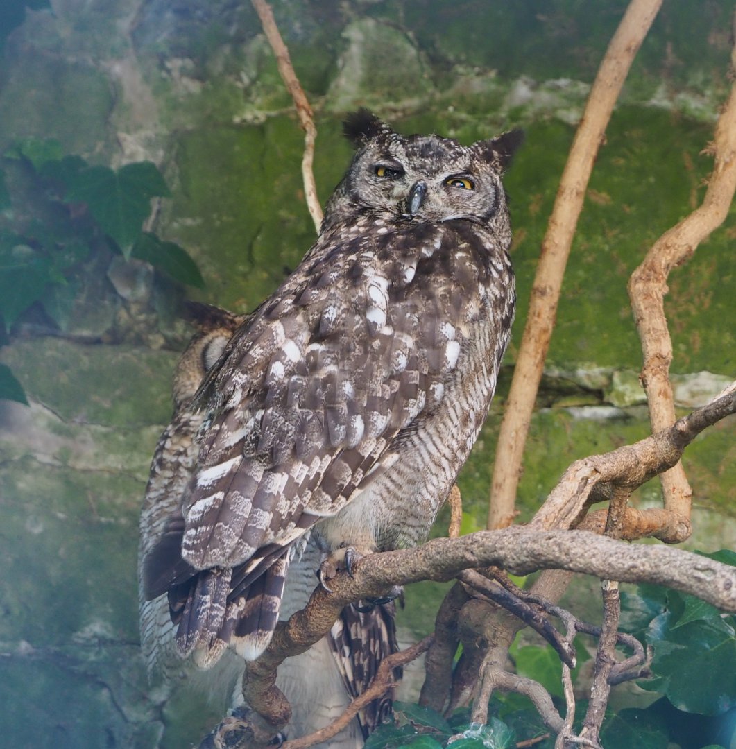 African spotted eagle-owl (Bubo africanus), 2022-06-28