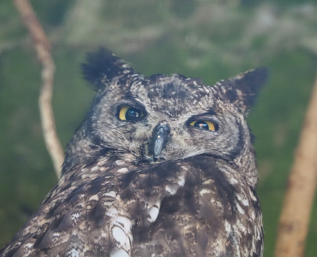 African spotted eagle-owl (Bubo africanus), 2022-06-28