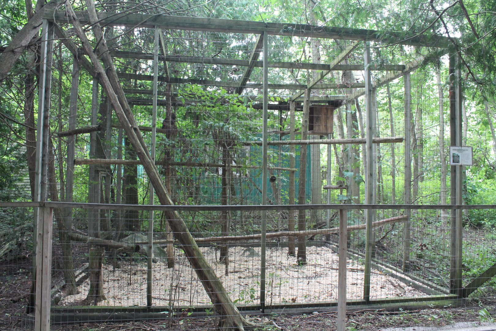 african spotted eagle owl exhibit