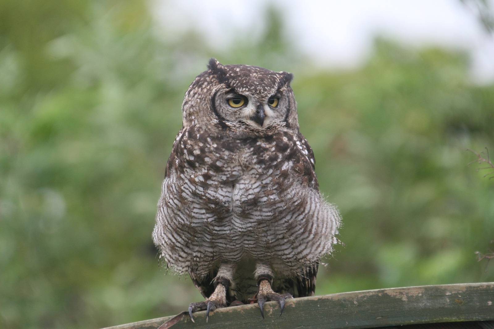 African Spotted Eagle Owl, Gauntlet 2010