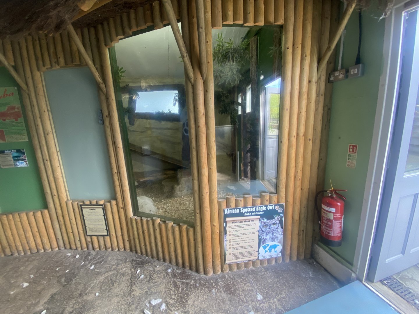 African spotted eagle owl indoors 280425