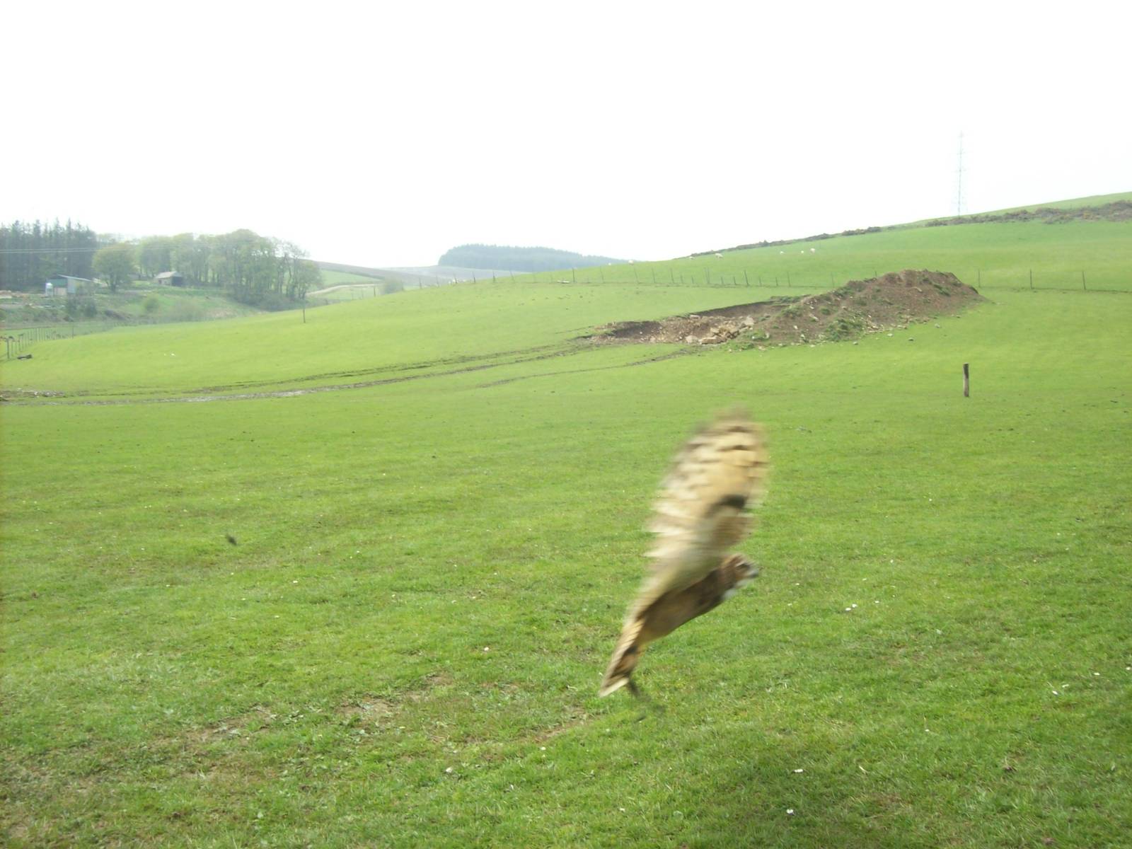 African spotted eagle-owl mid flight