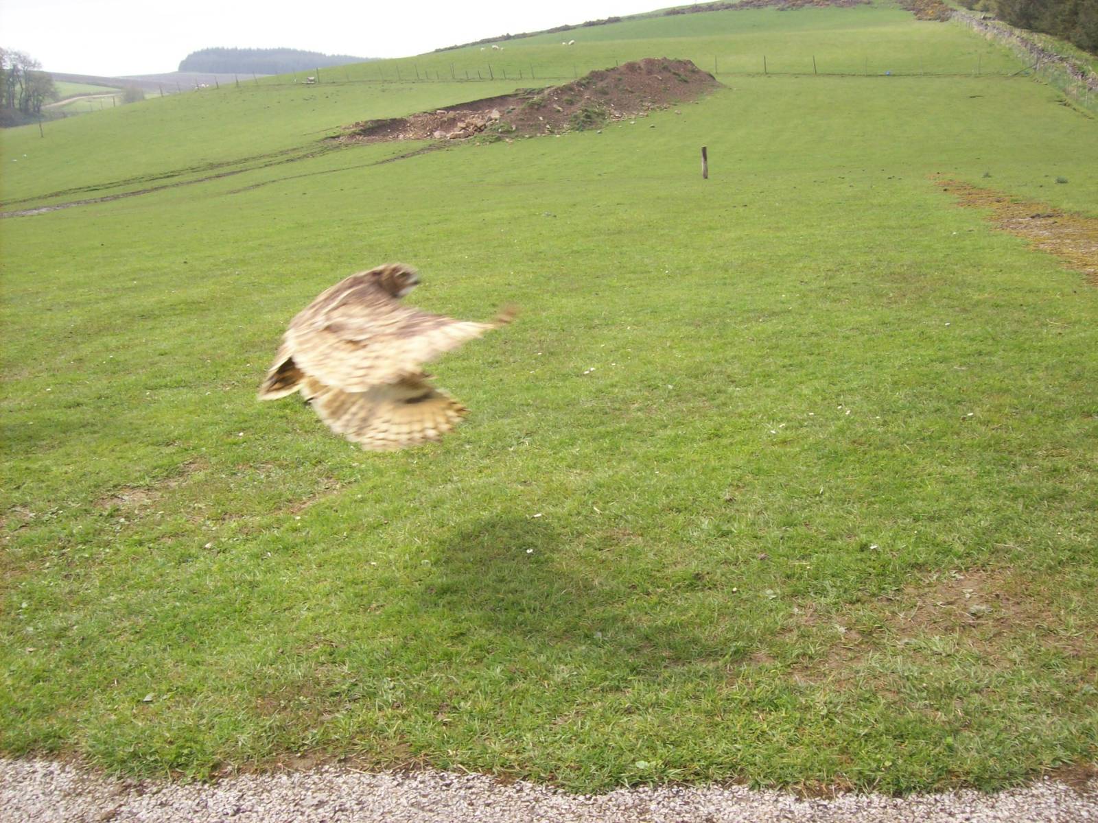 African spotted eagle-owl mid flight