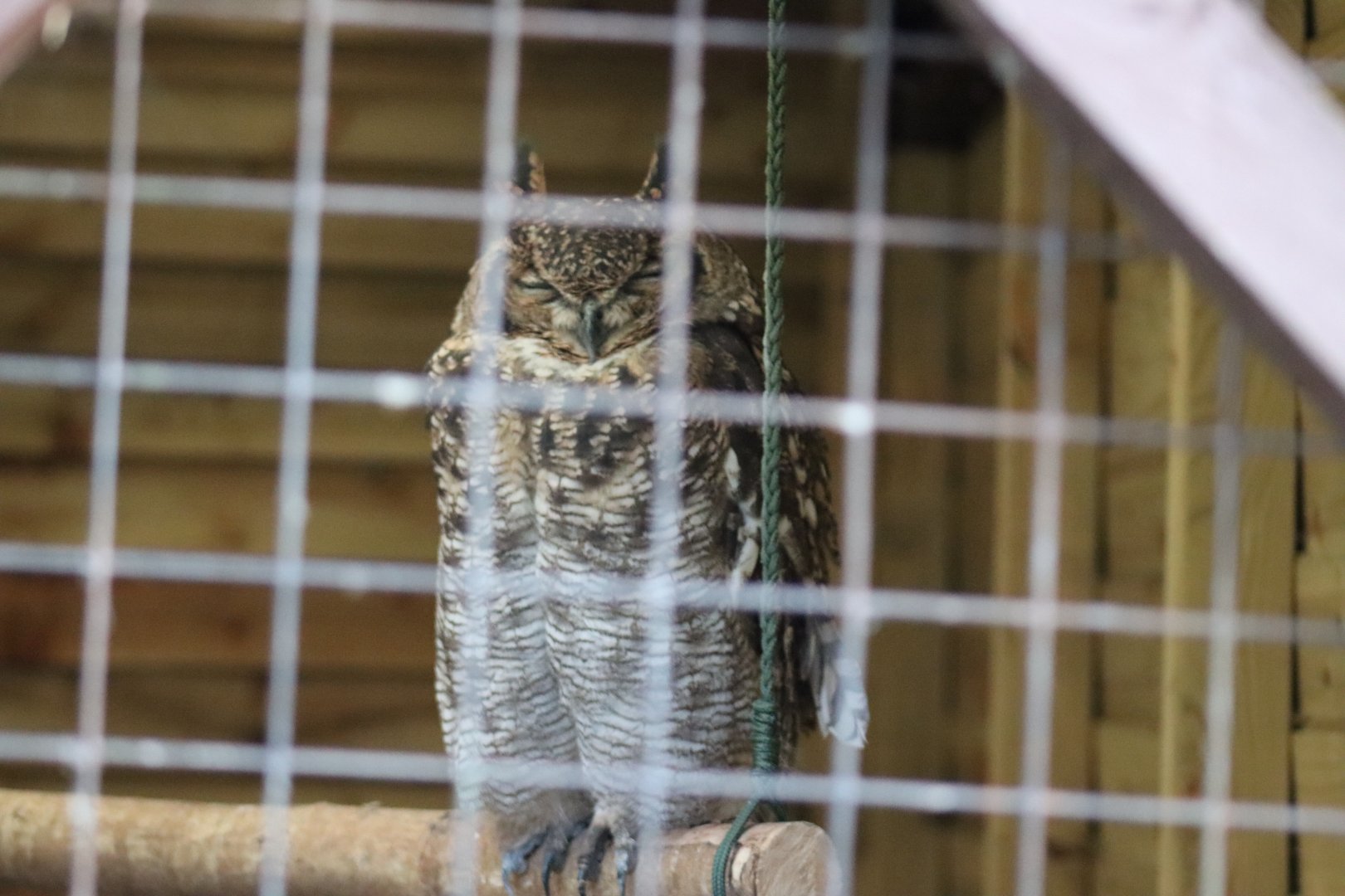 African Spotted Eagle Owl [Nov 2021]