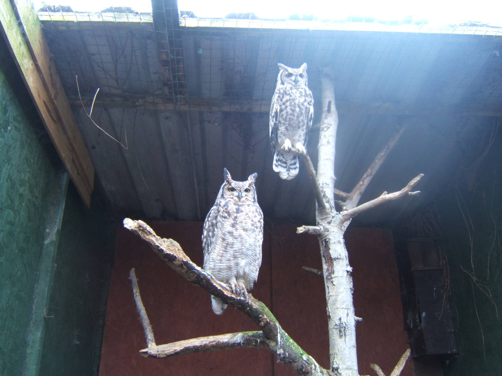 African Spotted Eagle Owl`s