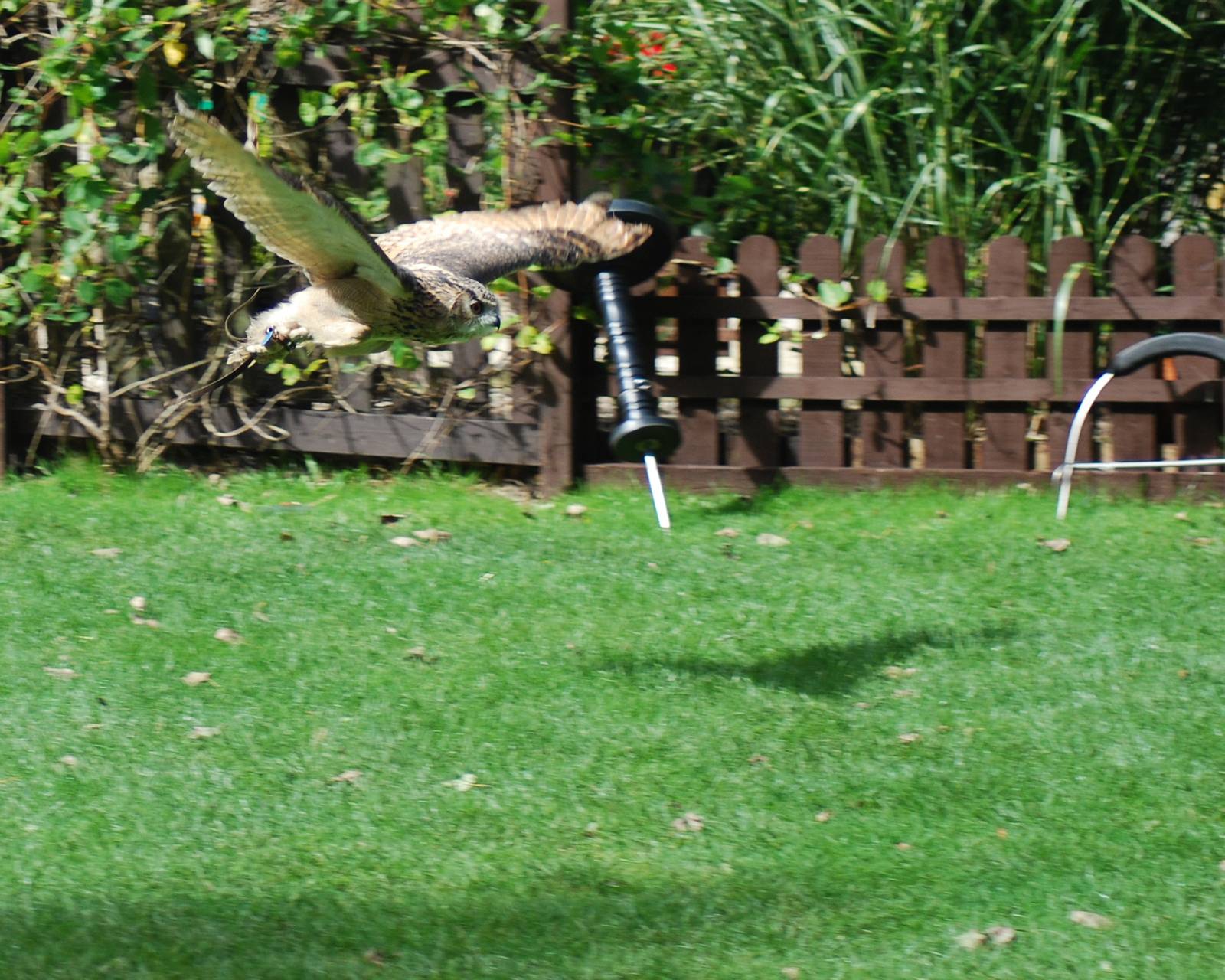 AFRICAN SPOTTED EAGLE OWL