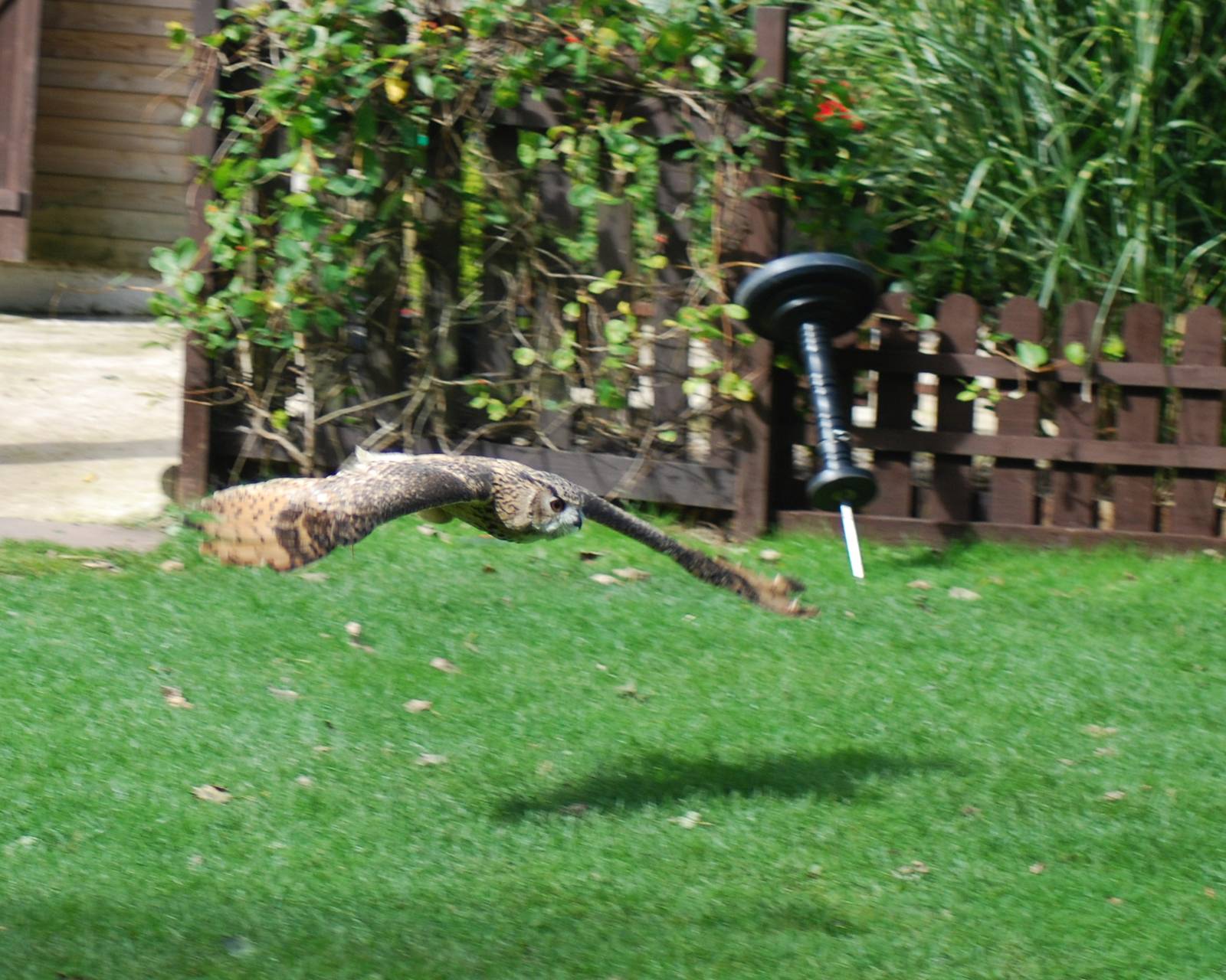 AFRICAN SPOTTED EAGLE OWL