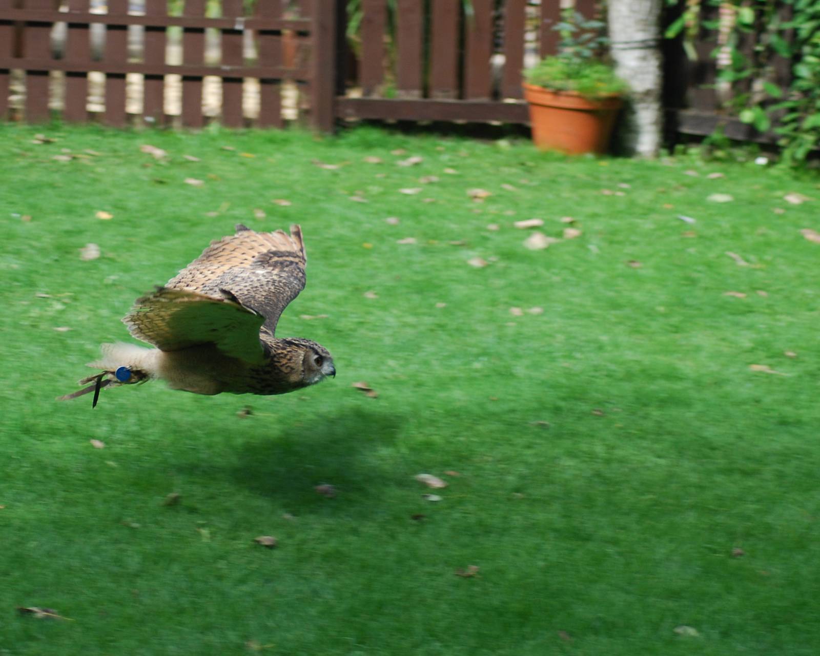 AFRICAN SPOTTED EAGLE OWL