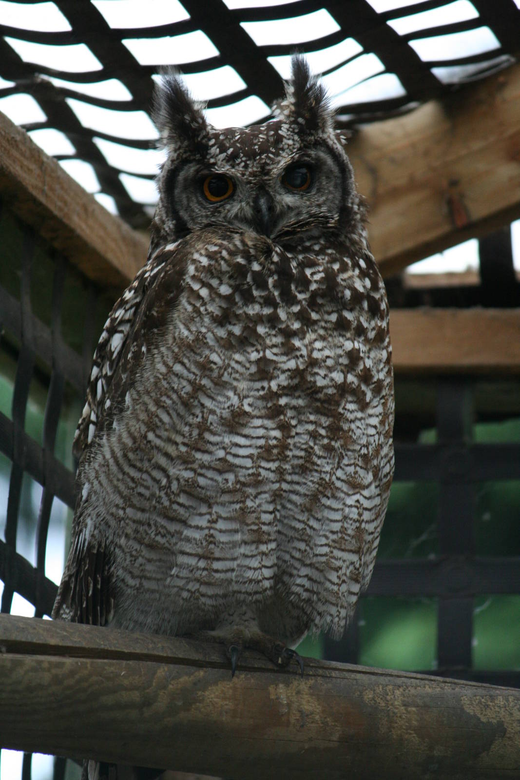 African spotted eagle owl