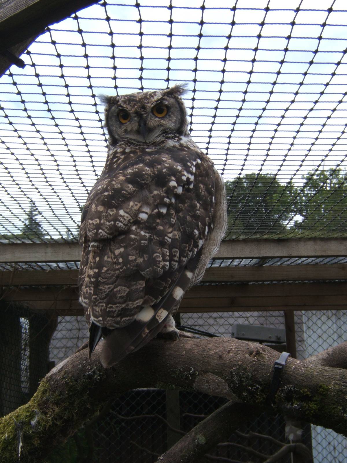 African Spotted Eagle Owl