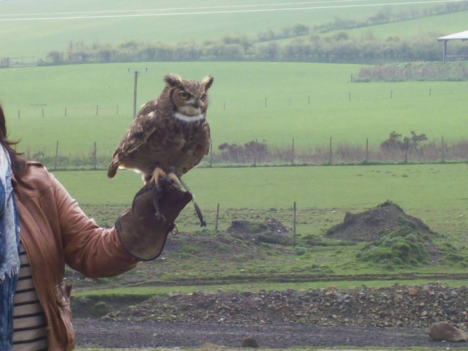 African spotted eagle-owl