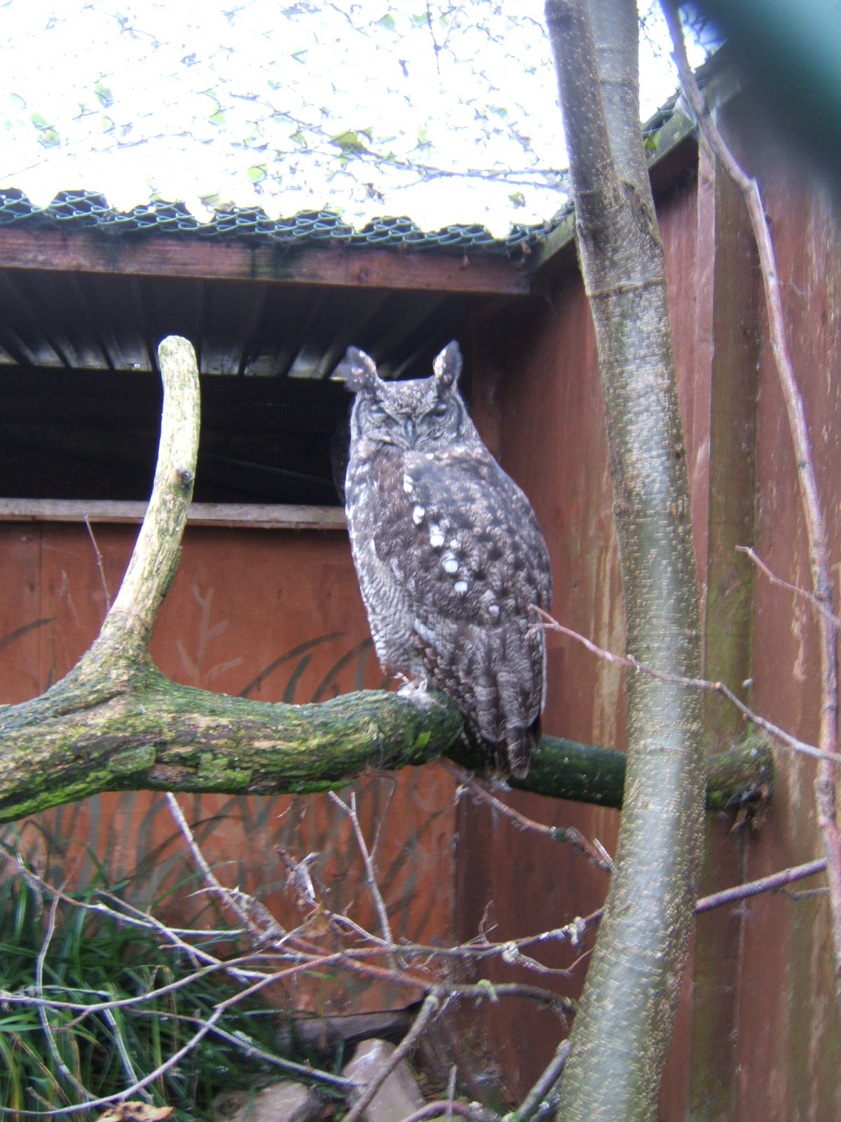 African Spotted Eagle Owl