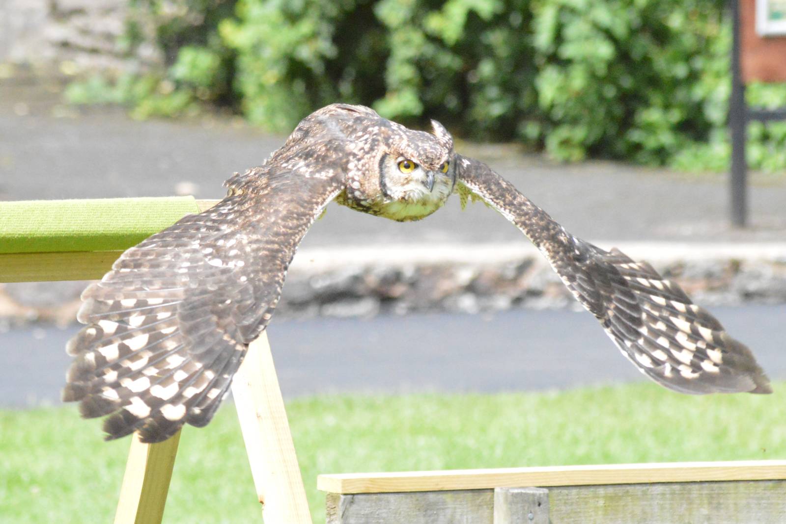 African spotted eagle owl