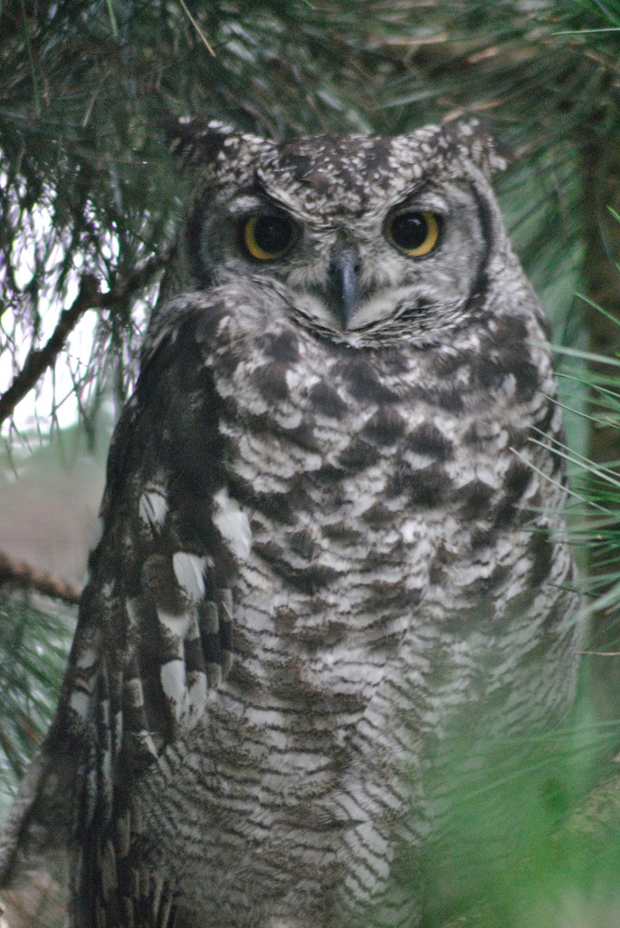 African spotted eagle owl