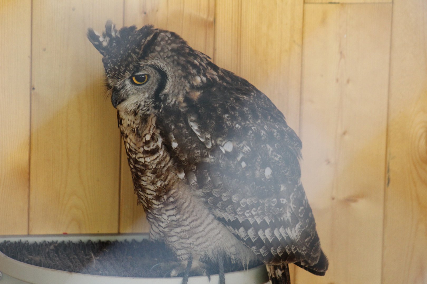 African Spotted Eagle-Owl