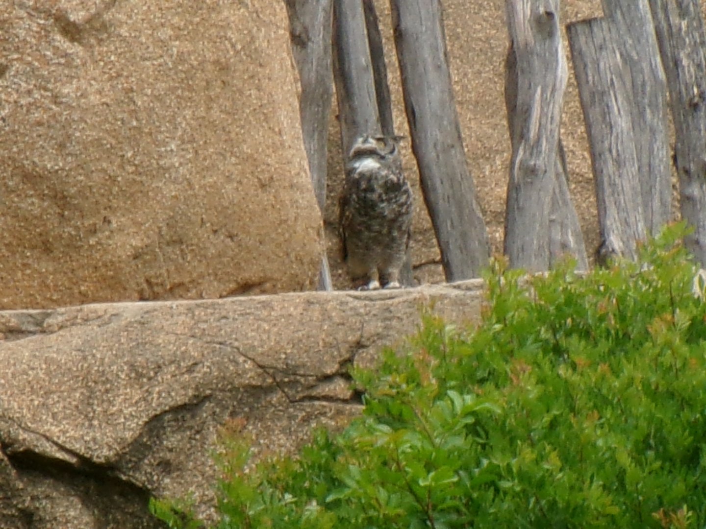 African Spotted Eagle-owl