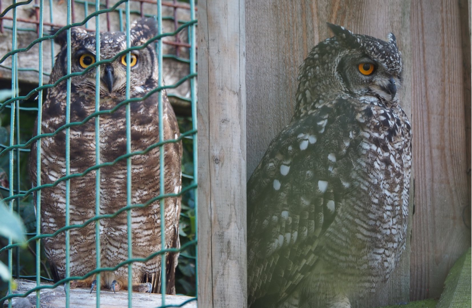 African spotted eagle-owls (Bubo africanus), 2020-09-12