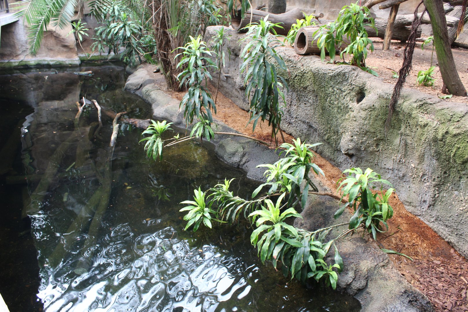 African Spotted-Necked Otter Exhibit - Lied Jungle