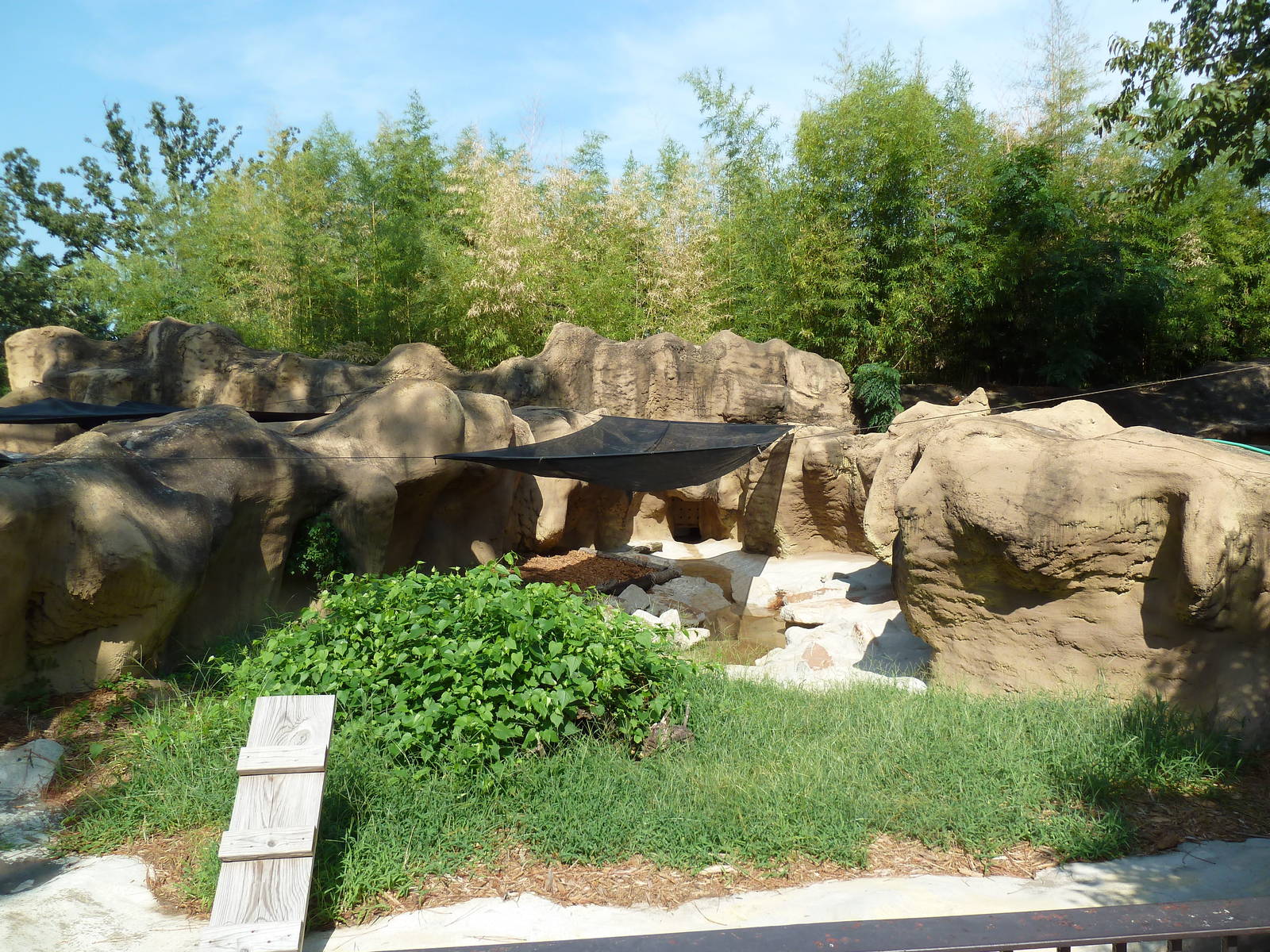 African Spotted-Necked Otter Exhibit