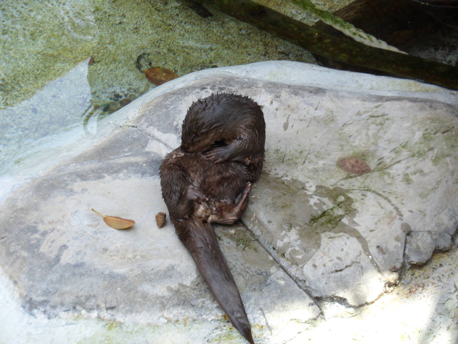 African Spotted Otter