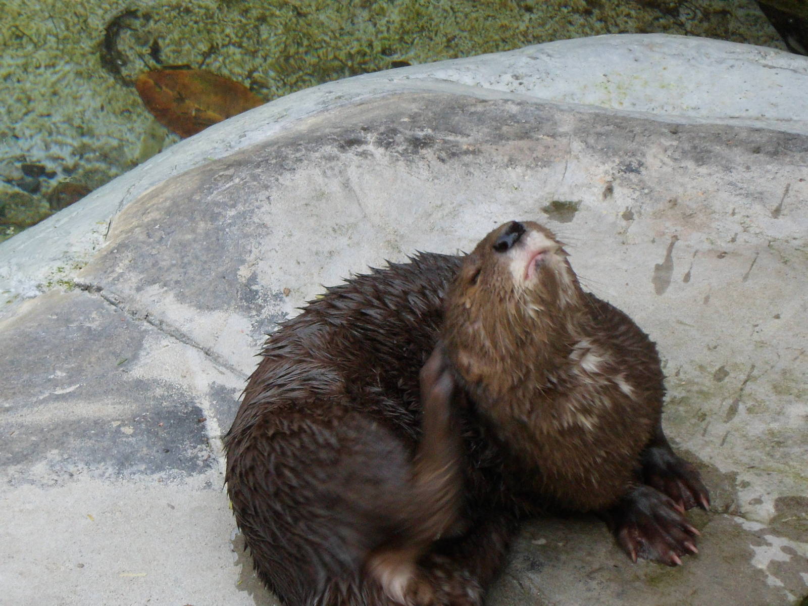 African Spotted Otter