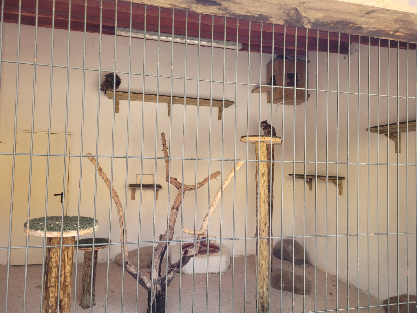 African spotted owl exhibit -Tierra Rapaz (2024)