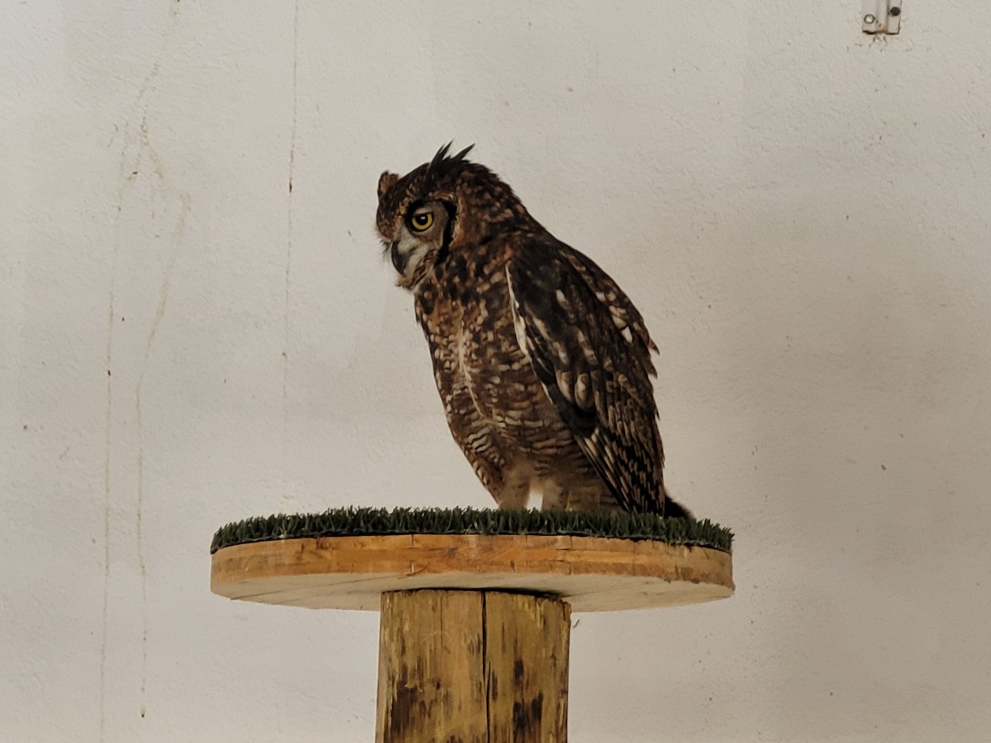 African spotted owl -Tierra Rapaz (2024)