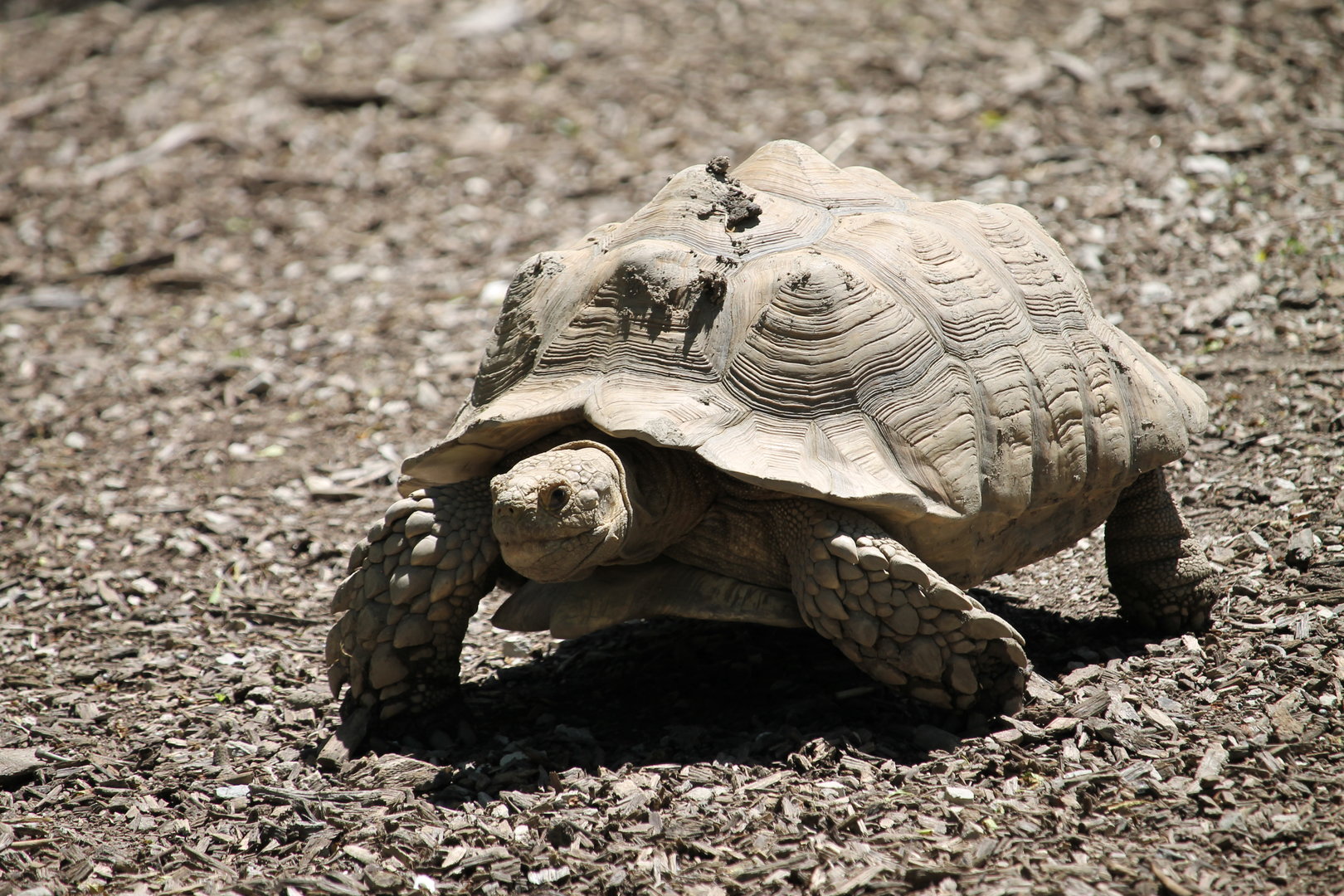 African Spur-thigh Tortoise (Centrochelys sulcata)