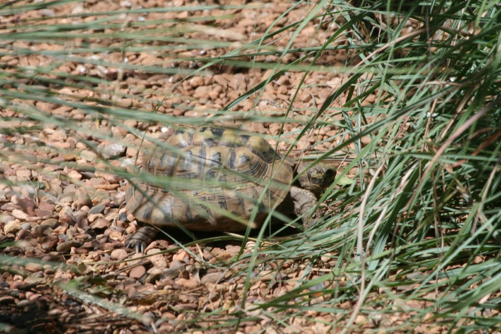 African Spur-thigh Tortoise