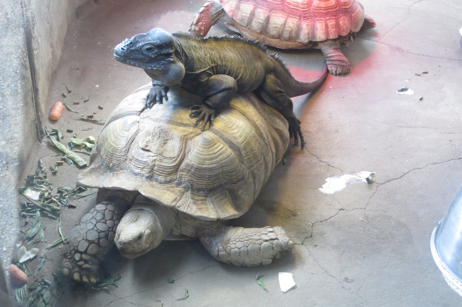 African spur-thighed tortoise and Rhinoceros iguana 040319