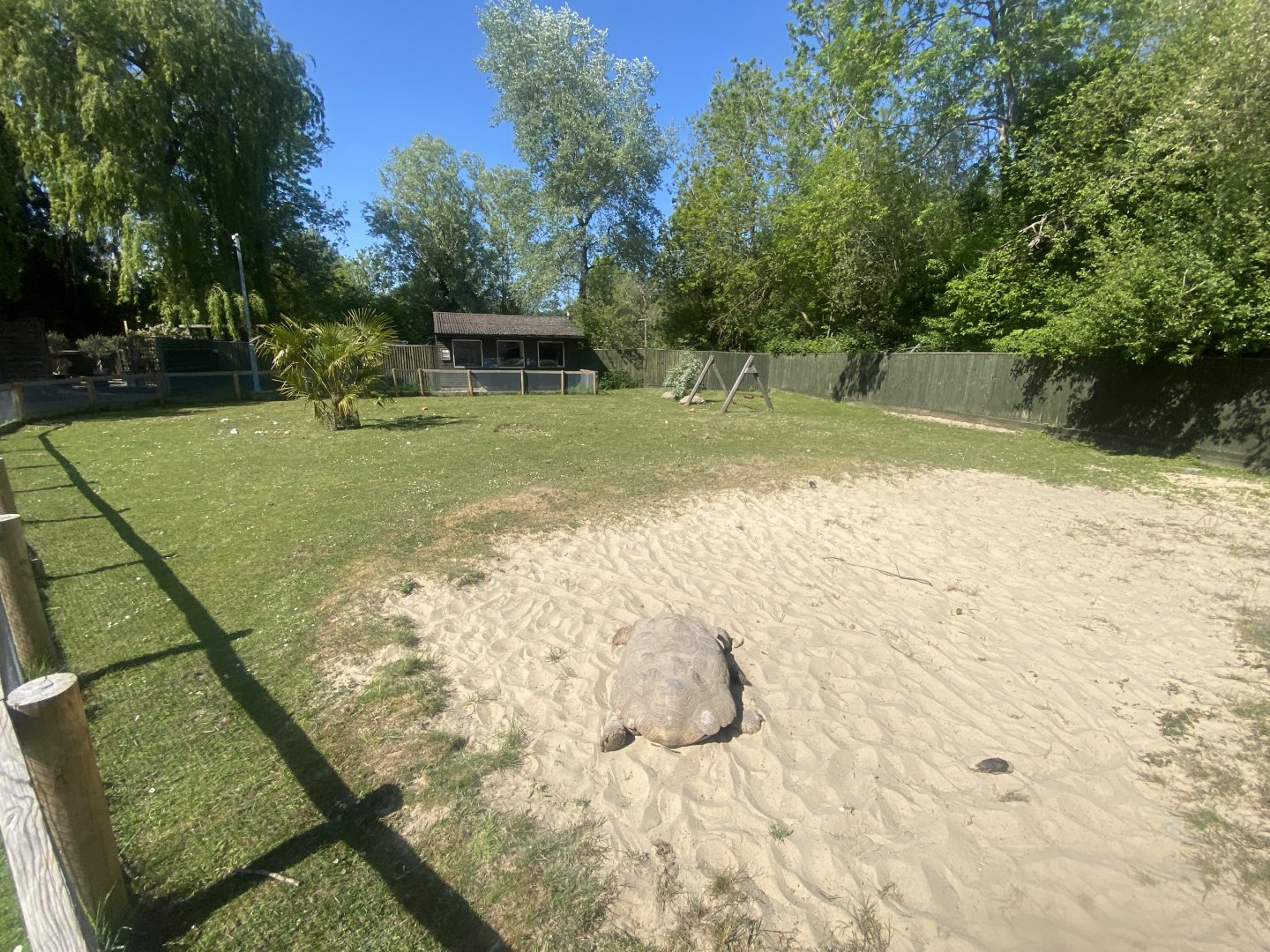 African spur-thighed tortoise enclosure 090525