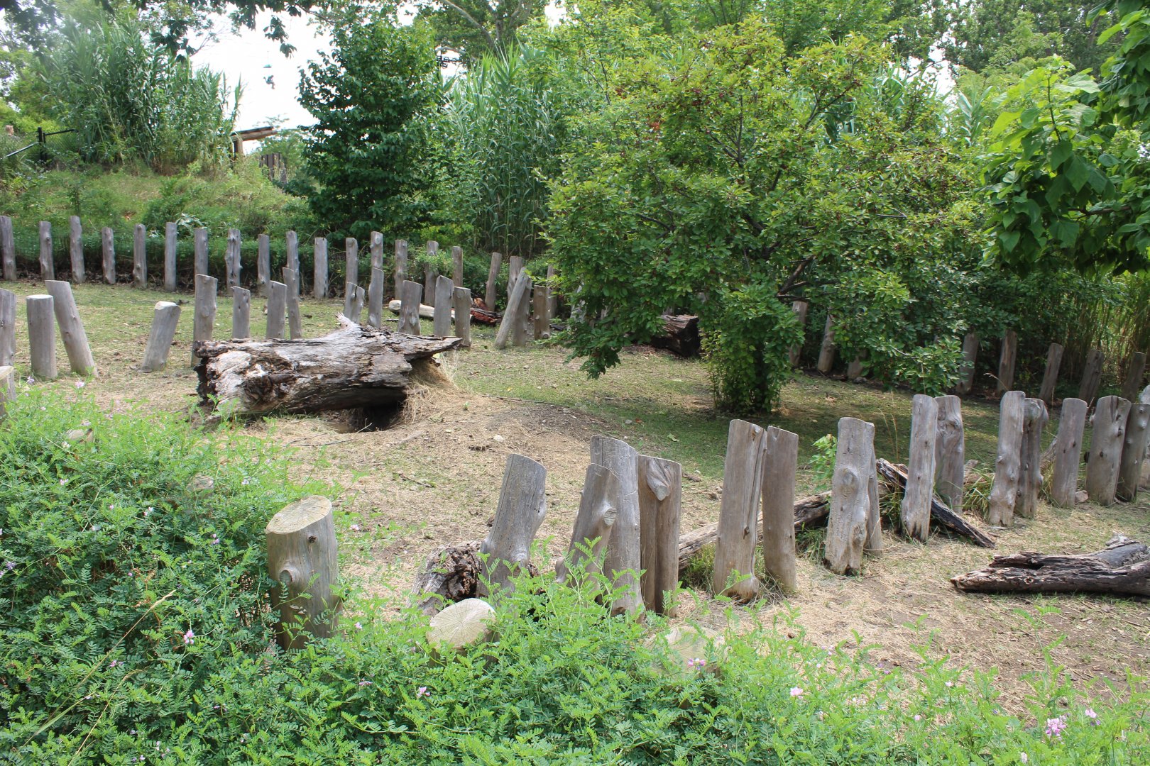 African Spur-Thighed Tortoise Exhibit - African Grasslands