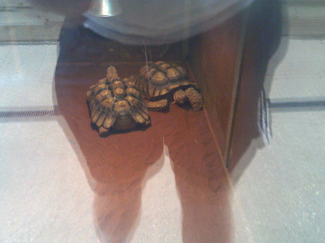 African Spur Tortoises